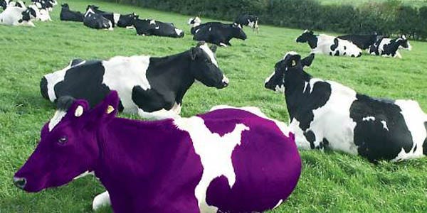 Purple Cow